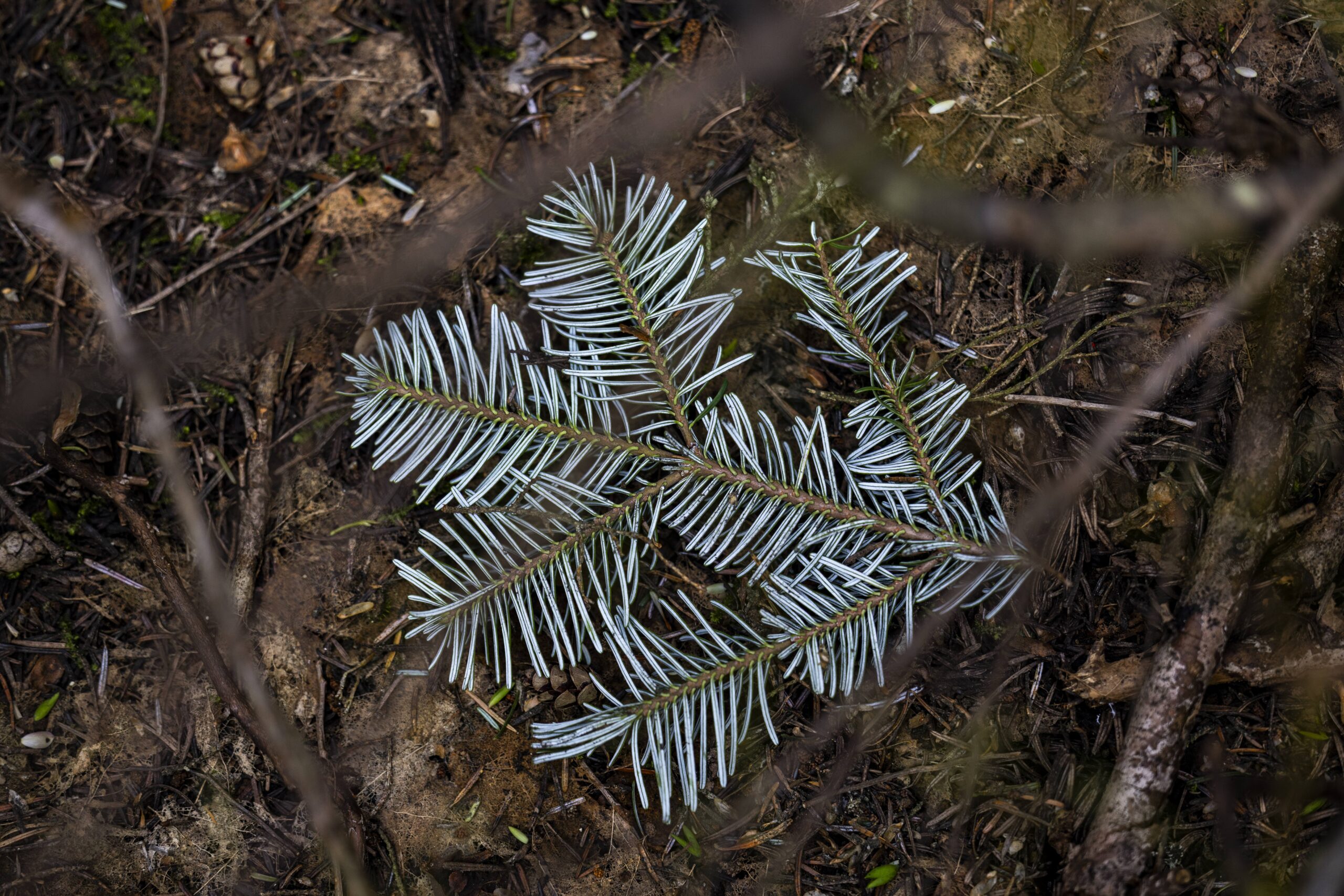 small branch of a pine tree