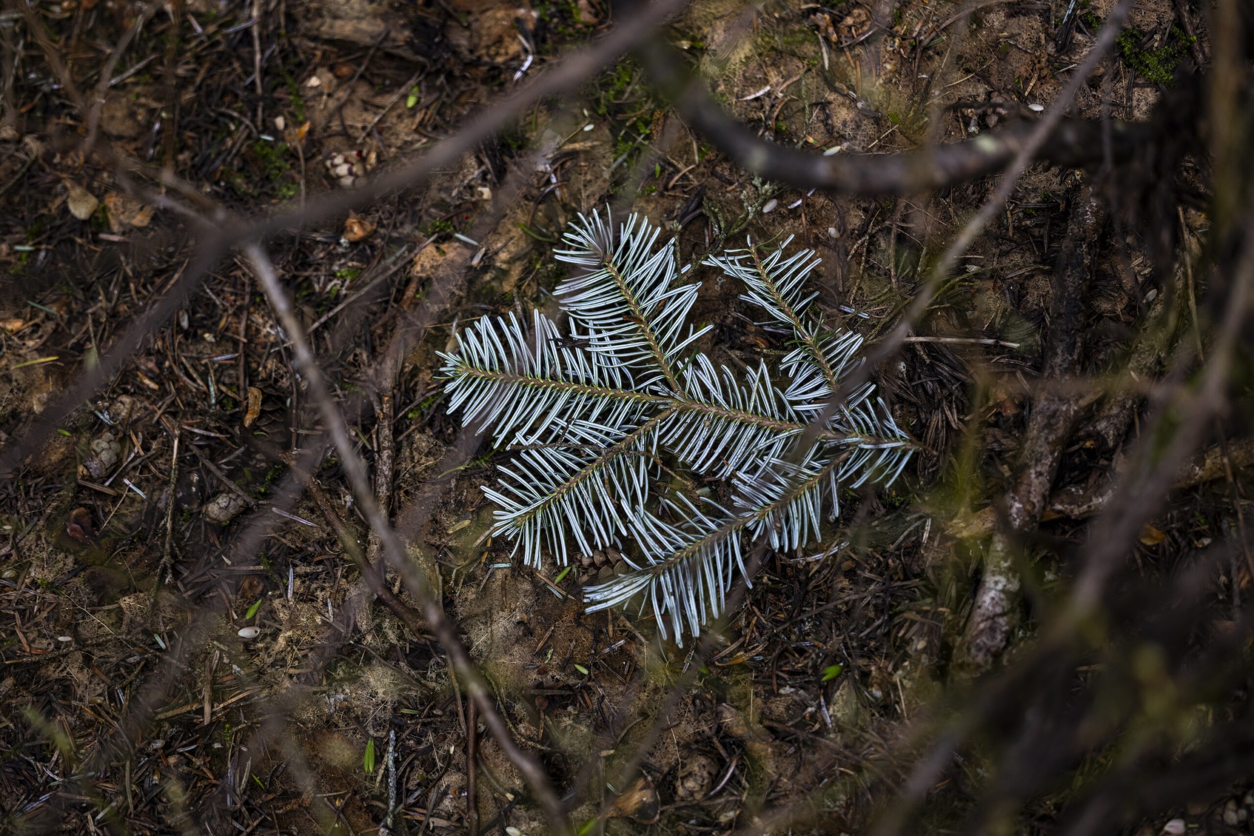 Small branch of a blue spruce on the forest floor